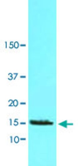 FABP7, Mouse anti-Human, Clone: AT1D1, Abnova 50&mu;L; Unconjugated:Antibodies,