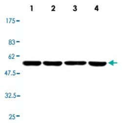 MKNK1, Mouse anti-Human, Clone: 24C2, Abnova 50&mu;L; Unconjugated:Antibodies,