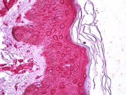 MKNK1, Mouse anti-Human, Clone: 24C2, Abnova 50&mu;L; Unconjugated:Antibodies,