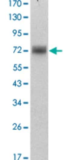 ZBTB16, Mouse anti-Human, Clone: 5B3, Abnova 50&mu;L; Unconjugated:Antibodies,