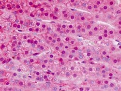 ZBTB16, Mouse anti-Human, Clone: 5B3, Abnova 50&mu;L; Unconjugated:Antibodies,