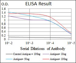 YAP1, Mouse anti-Human, Clone: 1A12, Abnova 50&mu;g; Unconjugated:Antibodies,