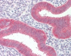 YAP1, Mouse anti-Human, Clone: 1A12, Abnova 50&mu;g; Unconjugated:Antibodies,