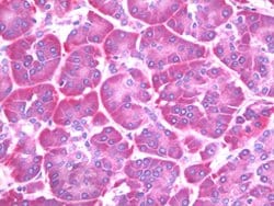 SAR1B, Mouse anti-Human, Clone: AT1C7, Abnova 50&mu;L; Unconjugated:Antibodies,