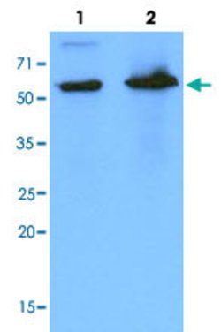 PDZK1, Mouse anti-Human, Clone: AT1A2, Abnova 50&mu;L; Unconjugated:Antibodies,