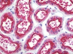 PDZK1, Mouse anti-Human, Clone: AT1A2, Abnova 50&mu;L; Unconjugated:Antibodies,