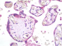 Psp, Mouse anti-Mouse, Clone: 1F12, Abnova 50&mu;g; Unconjugated:Antibodies,