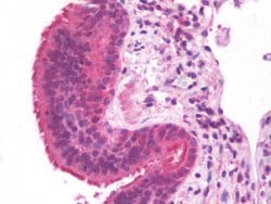 FMR1, Mouse anti-Human, Clone: 1D10, Abnova 50&mu;L; Unconjugated:Antibodies,