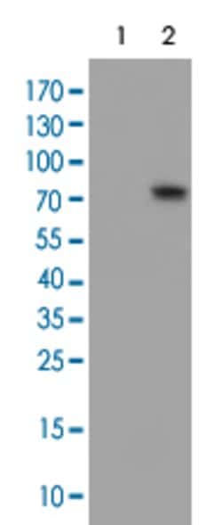 FMR1, Mouse anti-Human, Clone: 1D10, Abnova 50&mu;L; Unconjugated:Antibodies,