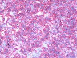 HLA-A/HLA-B/HLA-C, Mouse anti-Human, Clone: MEM-123, Abnova 50&mu;g; Unconjugated:Antibodies,