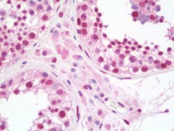 STAT5A, Mouse anti-Human, Clone: 9F7, Abnova 50&mu;L; Unconjugated:Antibodies,