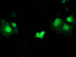 STAT5A, Mouse anti-Human, Clone: 9F7, Abnova 50&mu;L; Unconjugated:Antibodies,