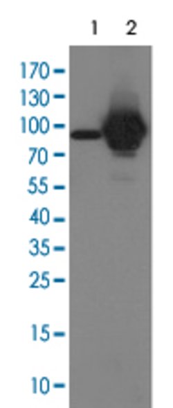 STAT5A, Mouse anti-Human, Clone: 9F7, Abnova 50&mu;L; Unconjugated:Antibodies,