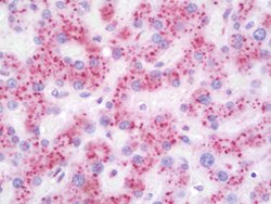 GLB1, Mouse anti-Human, Clone: 5H2, Abnova 50&mu;L; Unconjugated:Antibodies,