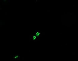 GLB1, Mouse anti-Human, Clone: 5H2, Abnova 50&mu;L; Unconjugated:Antibodies,