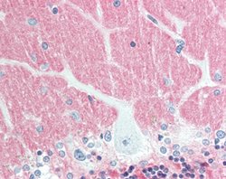 VSNL1, Mouse anti-Human, Clone: 3A9, Abnova 50&mu;L; Unconjugated:Antibodies,