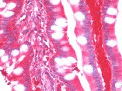 TDO2, Mouse anti-Human, Clone: 4G2, Abnova 50&mu;L; Unconjugated:Antibodies,