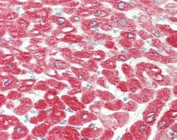 CRYAB, Mouse anti-Human, Clone: 6D11, Abnova 50&mu;L; Unconjugated:Antibodies,