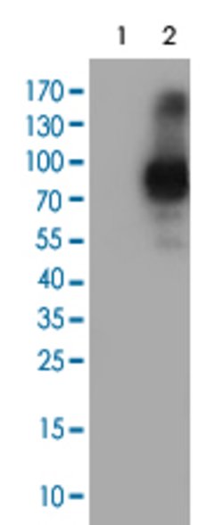 PECAM1, Mouse anti-Human, Clone: 1H6, Abnova 50&mu;L; Unconjugated:Antibodies,