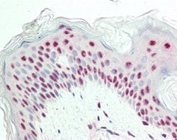 Proliferation Marker IPO-38, Mouse anti-Human, Clone: IPO-38, Abnova 50&mu;g;