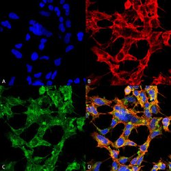 O-GlcNAc, Mouse anti-Human, Biotin, Clone: 9H6, Abnova™