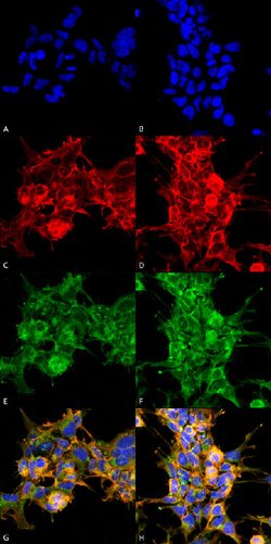 Dibromo-tyrosine, Mouse anti-Human, Clone: 6G3, Abnova 100&mu;g; Unconjugated:Antibodies,