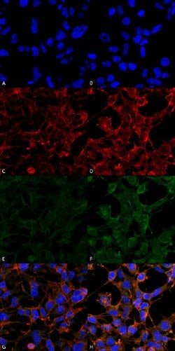 4-Hydroxynonenal, Mouse anti-Human, Clone: 12F7, Abnova™