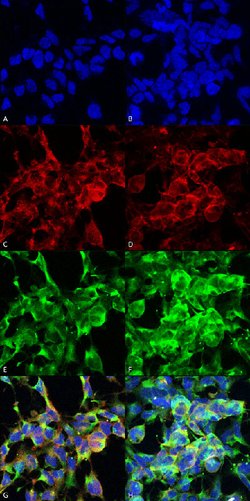 Methylglyoxal, Mouse anti-Human, Clone: 9E7, Abnova 100&mu;g; Unconjugated:Antibodies,