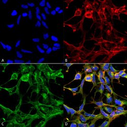 Nitrotryptophan, Mouse anti-Human, Biotin, Clone: 2D12, Abnova 100&mu;g;