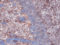 Kcna6, Mouse anti-Rat, Biotin, Clone: AH11, Abnova 100&mu;g; Biotin:Antibodies,