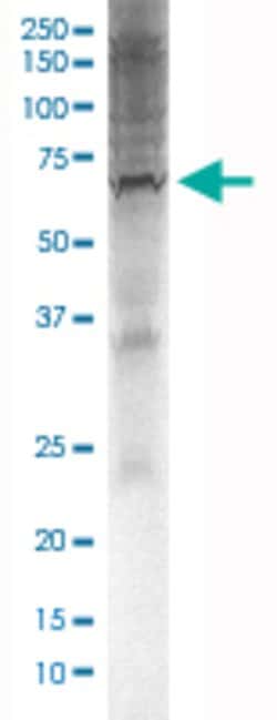 Kcnab1, Mouse anti-Rat, Clone: A3, Abnova 100&mu;g; Unconjugated:Antibodies,