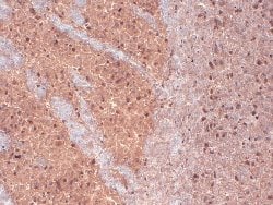 Kcnab1, Mouse anti-Rat, Clone: A3, Abnova 100&mu;g; Unconjugated:Antibodies,