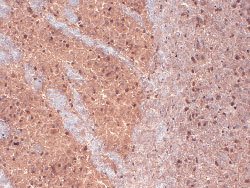 Kcnab1, Mouse anti-Rat, Biotin, Clone: A3, Abnova 100&mu;g; Biotin:Antibodies,