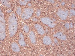 Kcnip2, Mouse anti-Rat, Biotin, Clone: FH9, Abnova 100&mu;g; Biotin:Antibodies,