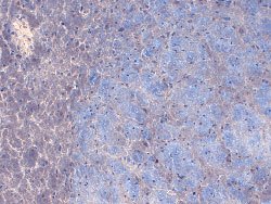 Scn2a1, Mouse anti-Rat, Biotin, Clone: CJ6, Abnova 100&mu;g; Biotin:Antibodies,
