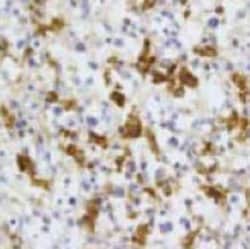 CD68, Mouse anti-Human, Clone: PM-1K, Abnova 50&mu;g; Unconjugated:Antibodies,