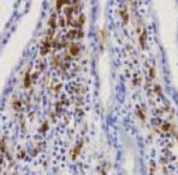 CD68, Mouse anti-Human, Clone: PM-1K, Abnova 50&mu;g; Unconjugated:Antibodies,