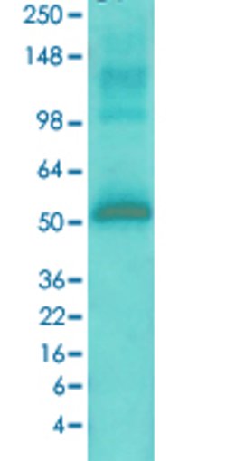 Camk2a, Mouse anti-Rat, ATTO390, Clone: 6G9, Abnova 100&mu;g; ATTO390:Antibodies,