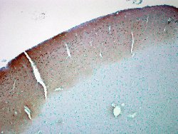 Camk2a, Mouse anti-Rat, ATTO390, Clone: 6G9, Abnova 100&mu;g; ATTO390:Antibodies,