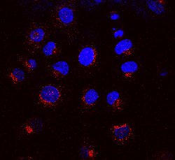KDELR1, Mouse anti-Bovine, R-PE, Clone: KR-10, Abnova 100&mu;g; R-PE:Antibodies,