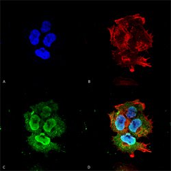 Syt7, Mouse anti-Mouse, ATTO594, Clone: S275-14, Abnova 100 &mu;g | Buy Online | Abnova Corporation | Fisher Scientific