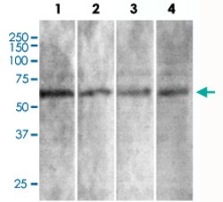 Syt7, Mouse anti-Mouse, ATTO594, Clone: S275-14, Abnova 100 &mu;g | Buy Online | Abnova Corporation | Fisher Scientific