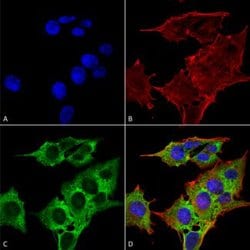 SLC1A1, Mouse anti-Human, ATTO488, Clone: S180-41, Abnova 100&mu;g; ATTO488:Antibodies,