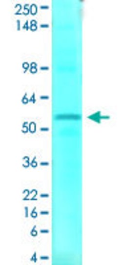 SLC1A1, Mouse anti-Human, ATTO488, Clone: S180-41, Abnova 100&mu;g; ATTO488:Antibodies,