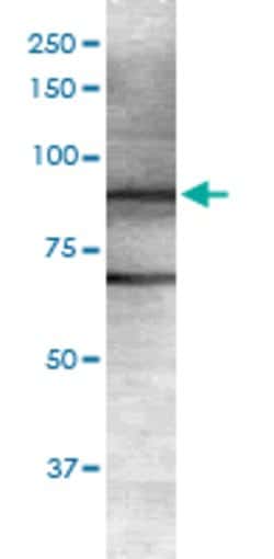 Git1, Mouse anti-Rat, ATTO488, Clone: S39B-8, Abnova 100&mu;g; ATTO488:Antibodies,