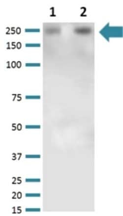 Vcan, Mouse anti-Mouse, A488, Clone: S351-23, Abnova 100&mu;g; A488:Antibodies,