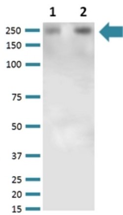 Vcan, Mouse anti-Mouse, PCP, Clone: S351-23, Abnova 100&mu;g; PCP:Antibodies,