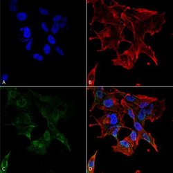 Pcdhga1, Mouse anti-Mouse, AP, Clone: S159-5, Abnova 100&mu;g; AP:Antibodies,