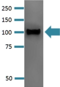 Pcdhga1, Mouse anti-Mouse, AP, Clone: S159-5, Abnova 100&mu;g; AP:Antibodies,