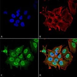 Atxn1, Mouse anti-Mouse, ATTO488, Clone: S76-8, Abnova 100&mu;g; ATTO488:Antibodies,